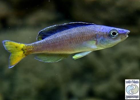 Cyprichromis leptosoma 'Utinta'